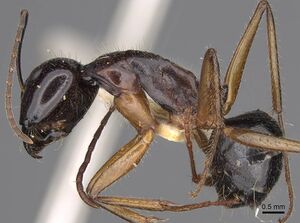 Camponotus tumidus casent0906935 p 1 high.jpg