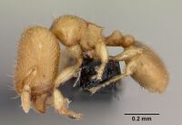 Carebara creolei Holotype worker casent0060366 p.jpg