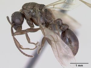 Myrmica ruginodis casent0172715 profile 1.jpg