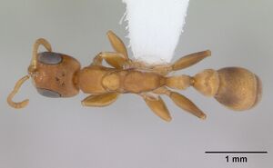 Pseudomyrmex cubaensis casent0173759 dorsal 1.jpg
