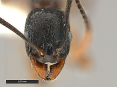 Aphaenogaster-picea-MCZ001H.jpg