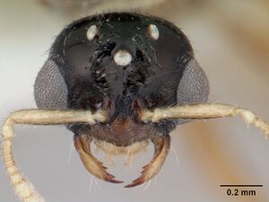 Dolopomyrmex pilatus casent0178566 head 1.jpg