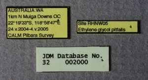 Melophorus attenuipes minor labels JDM32-002000.JPG