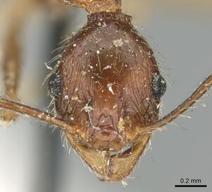 Pheidole impressiceps casent0906617 h 1 high.jpg