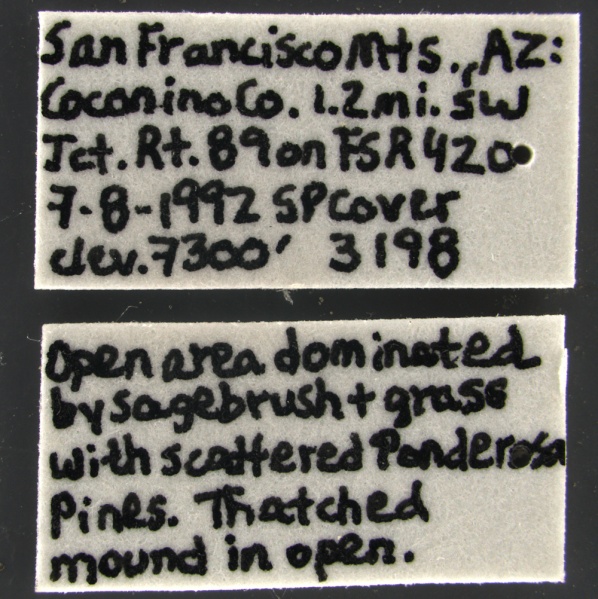 File:Formica-comata-MCZ001Label.jpg