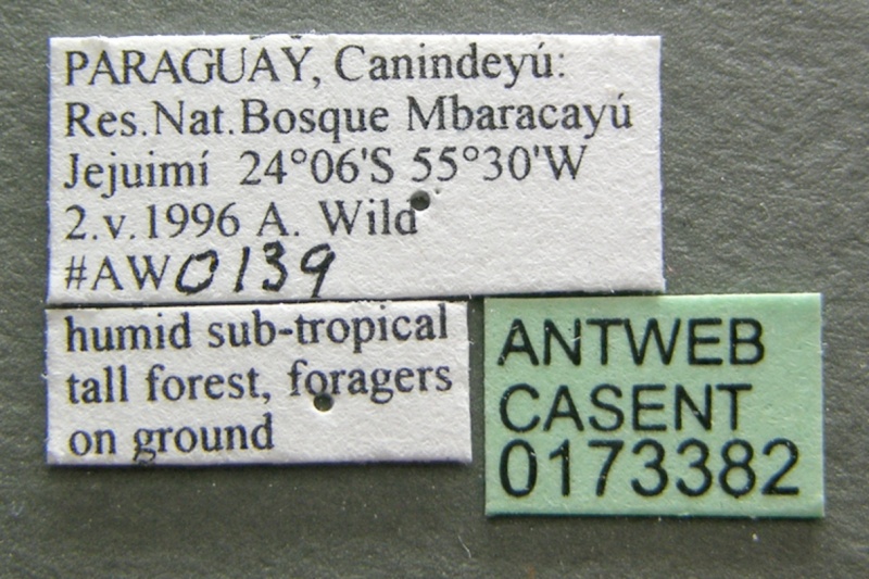 File:Gnamptogenys bruchi casent0173382 label 1.jpg