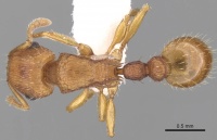 Tetramorium striolatum casent0280872 d 1 high.jpg