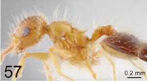 Crematogaster brevispina Pa.jpg