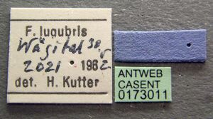 Formica lugubris casent0173011 label 1.jpg