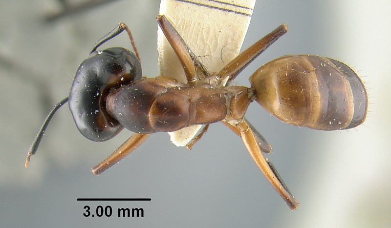 File:MCZ-ENT00021451 Camponotus acutirostris subsp primipilaris had.jpg
