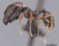 Pheidole darwini casent0218301 p 1 high.jpg