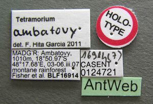 Tetramorium ambatovy casent0124721 l 1 high.jpg