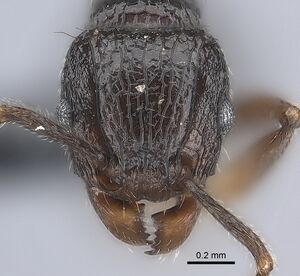 Tetramorium ambatovy casent0163233 h 1 high.jpg