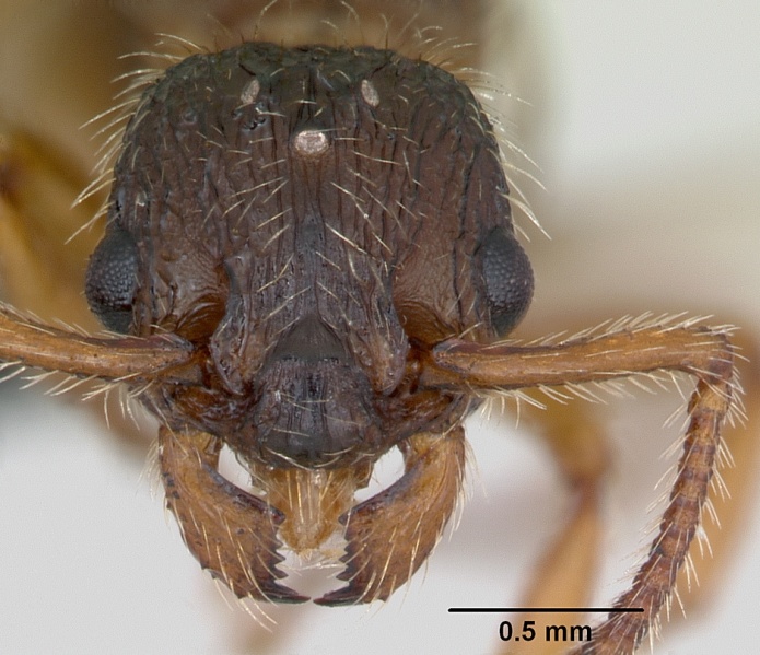 File:Myrmica hirsuta casent0172757 head 1.jpg