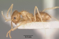 Paratrechina madagascarensis rufescens casent0101833 profile 1.jpg