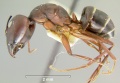Camponotus-compressusL1.25x.jpg