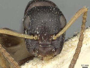 Camponotus conithorax casent0913713 h 1 high.jpg