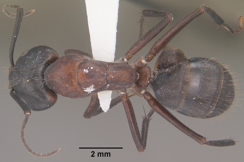 File:Camponotus vicinus casent0102788 dorsal 1.jpg