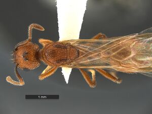 Myrmica-brevispinosa-MCZ001QD.jpg