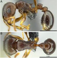 Tetramorium duncani 10a-b.JPG