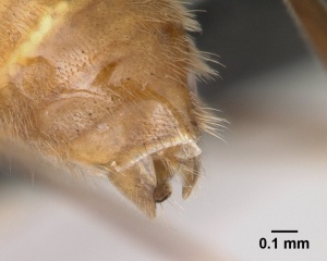 Anochetus madagascarensis casent0146567 profile 3.jpg