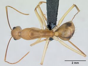 Camponotus maculatus casent0135006 dorsal 1.jpg