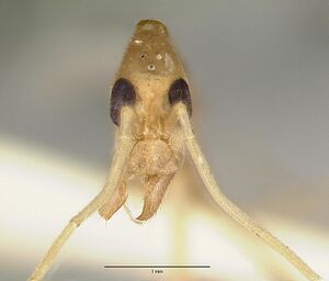 Leptomyrmex fragilis castype06954-02 head 1.jpg