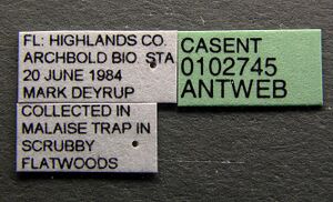 Trachymyrmex septentrionalis casent0102745 label 1.jpg