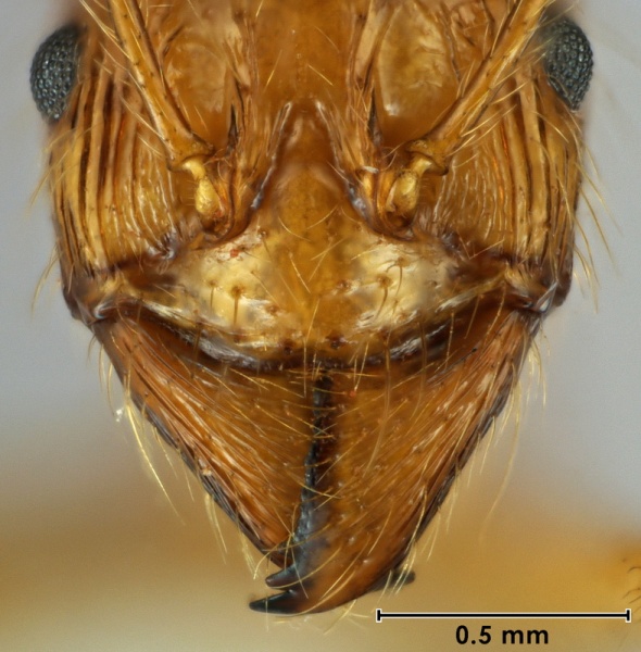 File:Aphaenogaster kimberleyensis holotype ANIC32-017982 mandible 63-Antwiki.jpg