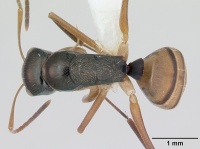 Camponotus championi casent0173556 dorsal 1.jpg