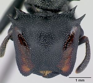 Cephalotes atratus casent0178627 head 1.jpg