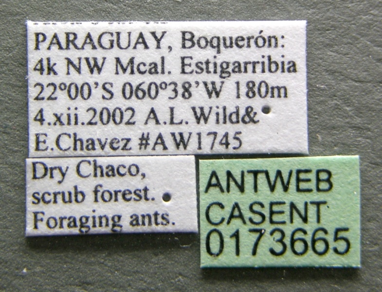 File:Cephalotes borgmeieri casent0173665 label 1.jpg
