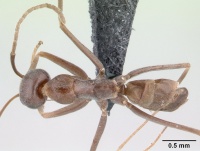 Dorymyrmex goeldii casent0192699 dorsal 1.jpg