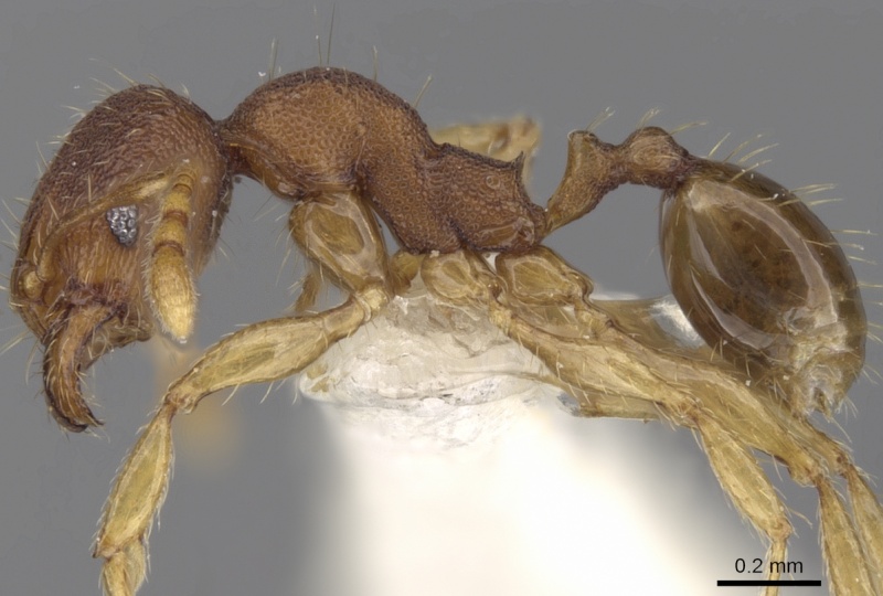 File:Pheidole concinna casent0281722 p 1 high.jpg