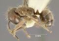 Camponotus-horrensL2x.jpg
