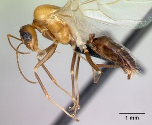 Camponotus raina casent0076653 p.jpg