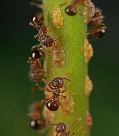 Pristomyrmex punctatus with scale insects (Seidai Nagashima).jpg