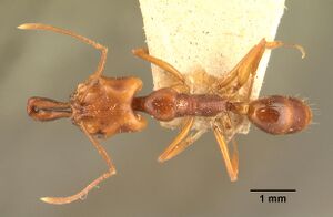 Anochetus madagascarensis casent0101587 dorsal 1.jpg