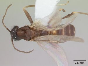 Dorymyrmex brunneus casent0173845 dorsal 1.jpg