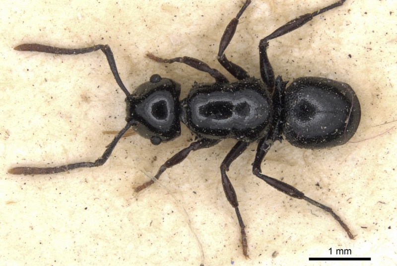 File:Echinopla nitida casent0901883 d 2 high.jpg