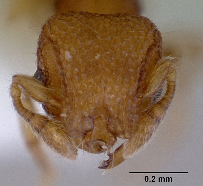 File:Mayriella spinosior casent0172445 head 1.jpg