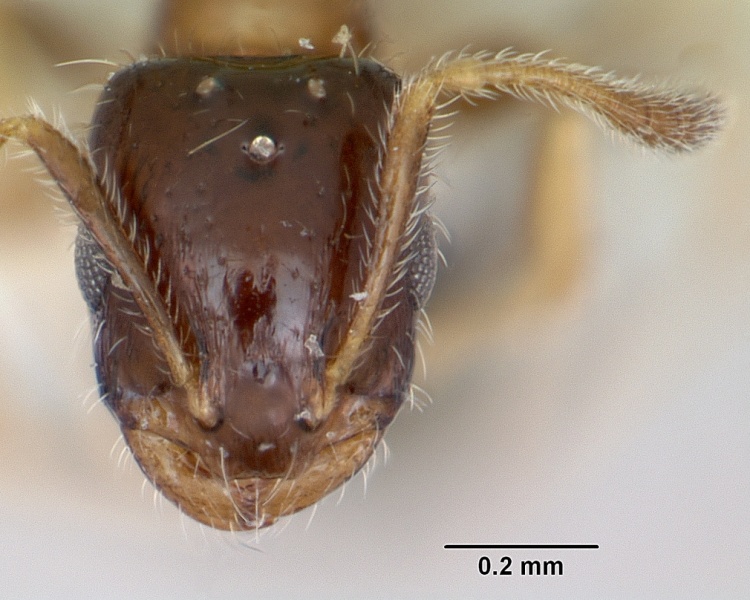 File:Monomorium floricola casent0173272 head 1.jpg