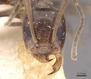 Dorymyrmex pyramicus casent0909740 h 1 high.jpg