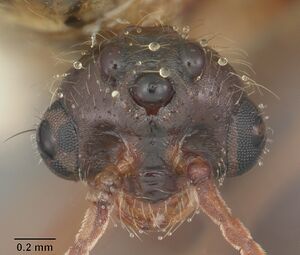 Solenopsis geminata casent0104520 head 1.jpg