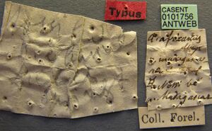 Anochetus madagascarensis casent0101756 label 1.jpg