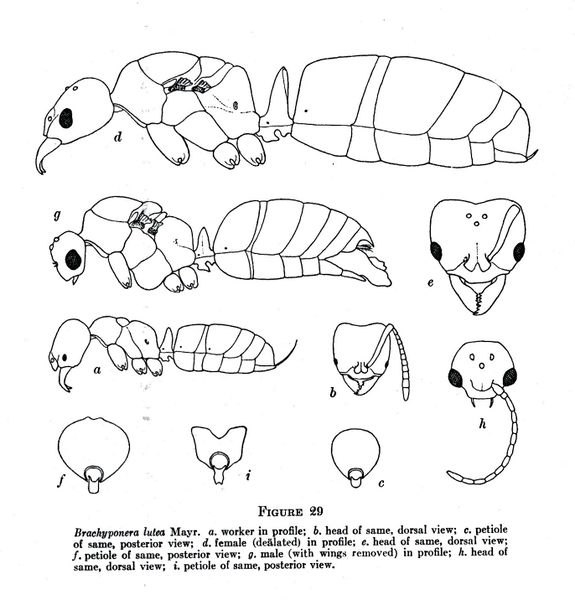 File:Brachyponera lutea023.jpg