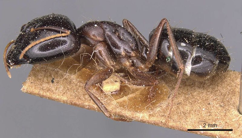 File:Camponotus natalensis fulvipes casent0905229 p 1 high.jpg
