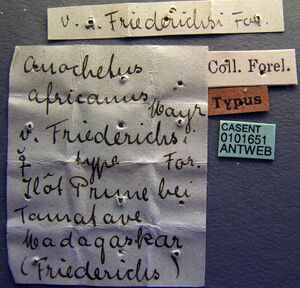 Anochetus madagascarensis casent0101651 label 1.jpg