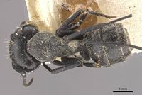 Camponotus olivieri casent0910487 d 1 high.jpg