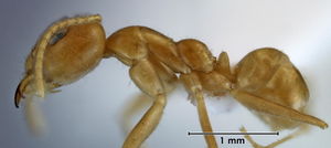 Iridomyrmex pallidus side view